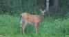Deadline for Vermont antlerless deer permit is July 22