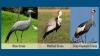 Organisations ask South Africans to help it collect data for national crane census