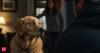 Can dogs really tell when someone can't be trusted? Scientists explain the human signals dogs notice first