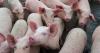 New cell growth platform advances African swine fever research