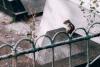 Portugal town announces cemetery for companion animals