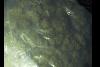 Police seize £20,000 worth of cannabis and make arrests in West Sussex crackdown