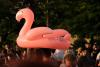 Making sense of the Flamingo Revolution in Albania