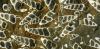 NZ’s unique fossil record of marine molluscs helps scientists predict extinction risk – before it’s too late