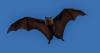 New Mexico health officials warn the public about bats as rabies concerns rise