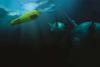 Thales Moves to Buy Exail to Build France’s Unmanned Mine Warfare and Seabed Security Chain