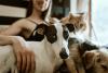 Sioux Falls Now Lets You License Your Pet Online