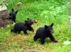 Bear rescue resumes helping orphaned cubs in Tennessee, Great Smoky Mountains