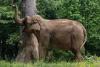 New York Zoo Contemplating Transferring Its Last Elephant to Sanctuary So the Animal Isn’t Alone