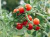 4 Tomato-Growing Tips From an Italian Farmer