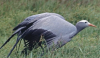 Crane Census: South Africans asked to help count species including national bird