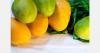 Bangladesh targets export growth for surplus mango production