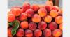 Italian stone fruit harvest pushes wholesale prices lower
