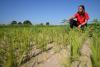 Europe’s baked rice bowl seeks escape from drought