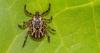 Mizzou leads the charge to protect Missouri’s $4 billion cattle industry from tick threats