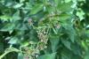 nvasive Pale Swallow-Wort Detected In Wisconsin