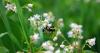 Iowans can catch the buzz and help out bumble bees