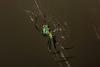 Kentucky's Orchard Orb Weaver Has a Wild Appalachian Legend