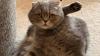 Belgian Prime Minister's cat mocks Donald Trump after USA's World Cup 2026 elimination