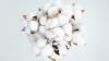 Natural Fibers Take Center Stage as Intexter Positions Itself as a Textile Hub
