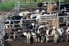 FMD outbreak “under control”