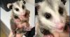 Beloved Florida Wildlife Hospital opossum ambassador euthanized at 3