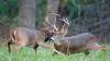 Want to hunt big Delta deer? New wildlife management area in Alligator MS