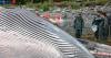 Opinion: Alaska’s whale-strike risk is growing while regulators keep studying the obvious