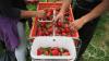 'Four in five' seasonal UK fruit pickers now from Central Asia