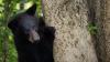 A curious bear found its way into commissary on Alaska military base