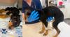 Puppy found in locked Palm Coast garage without food, water, light dies from organ failure: Deputies