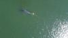 Alaska rescuers make four cuts to free humpback whale pinned by 800-pound crab pots