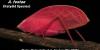 Moment of Science: Color-changing katydid “blends in by standing out”