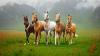 World Akhal-Teke Championship to showcase Turkmen heritage in Netherlands