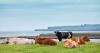 Europe’s cows get a geopolitical upgrade