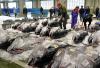 Bumper haul of Pacific bluefin tuna a double-edged sword for Japan's fishermen