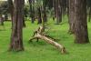 Trees Get Stressed Too, and Some in Bogota May Not Withstand the Heat Ahead