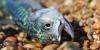 Britain braces for mass fish deaths as 'extreme' marine heatwave grips UK waters