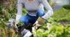 Gardeners urged to plant popular vegetable in July for autumn crop