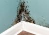 Robinson Restoration Highlights Critical Need for Professional Mold Remediation Services in Vancouver Washington