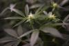 Washington state has too much pot as recreational cannabis sales decline