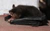 Mizoram rewrites India’s bat map with two species never recorded before