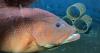 New law promotes Hawaiʻi's ocean economy, environmental stewardship