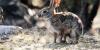 Arizona wildlife officials urge action from hunters to slow spread of rabbit virus