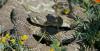 6,500 Left Without Power in Virginia Because of a Snake