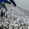 Türkiye targets $3 billion in aquaculture exports by 2028: Minister