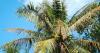 Vietnamese province releases nearly 19,000 earwigs, 44 million parasitic wasps to protect coconut trees