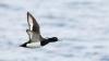 Dominic Couzens on…Tufted Duck