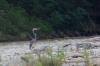 Sangbaykha records first-ever WBH sighting