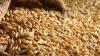 "Industry Ministry": Wheat Reserves Sufficient for 10 Months of Consumption and Barley for 9 Months